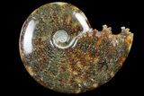 Polished, Agatized Ammonite (Cleoniceras) - Madagascar #97382-1